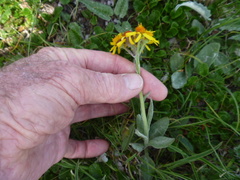 Tephroseris kirilowii