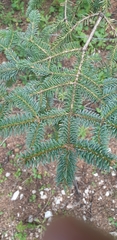 Abies vejarii