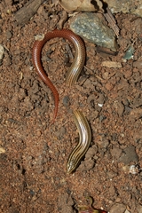 Riopa punctata