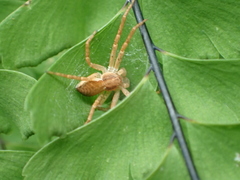 Philodromus dispar