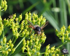 Spilomyia diophthalma