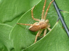 Philodromus dispar