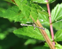 Amblyptilia punctidactyla