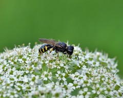 Ectemnius ruficornis