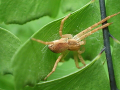 Philodromus dispar