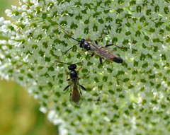 Tryphon obtusator