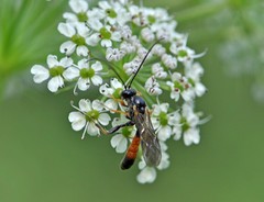 Tryphon obtusator