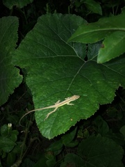 Anolis pulchellus
