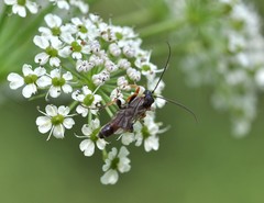 Tryphon obtusator