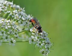 Tryphon obtusator