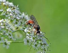 Tryphon obtusator