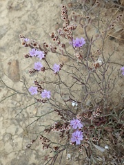Limonium virgatum