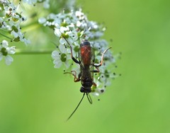 Tryphon obtusator