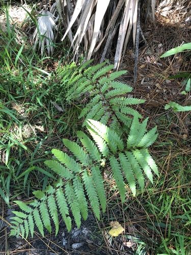 Anchistea virginica image