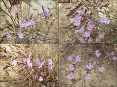Limonium virgatum