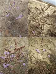 Limonium virgatum