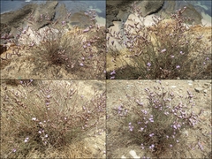 Limonium virgatum