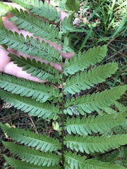 Anchistea virginica image