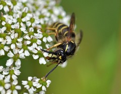 Dolichovespula norwegica