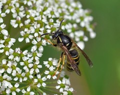 Dolichovespula norwegica