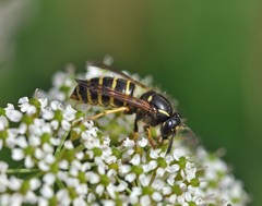 Dolichovespula norwegica