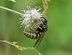 Vespula austriaca