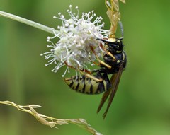 Vespula austriaca