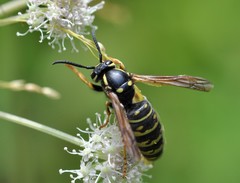 Vespula austriaca