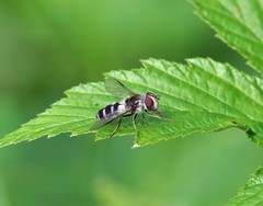 Leucozona laternaria