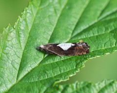 Epinotia brunnichana