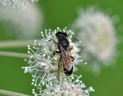 Ectemnius ruficornis