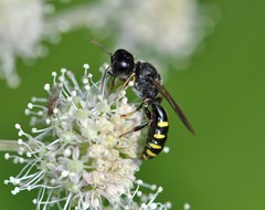 Ectemnius ruficornis