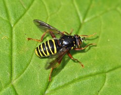 Spilomyia diophthalma