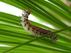 Palpita flegia
