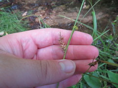 Carex baileyi