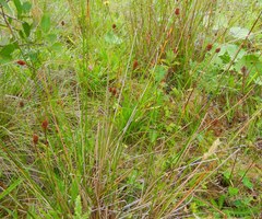 Juncus conglomeratus