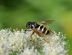 Temnostoma sericomyiaeforme