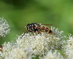 Temnostoma sericomyiaeforme