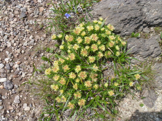 Rhodiola angusta