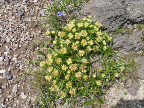 Rhodiola angusta
