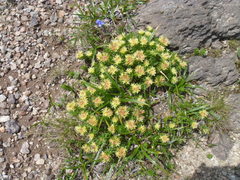 Rhodiola