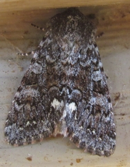 Melanchra pulverulenta