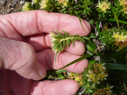 Rhodiola angusta, photograph 1