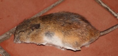 Gerbilliscus