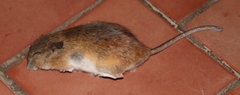 Gerbilliscus