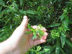 Hypericum densiflorum