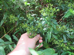 Hypericum densiflorum