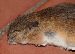 Gerbilliscus