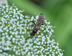 Tryphon obtusator