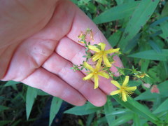Hypericum densiflorum